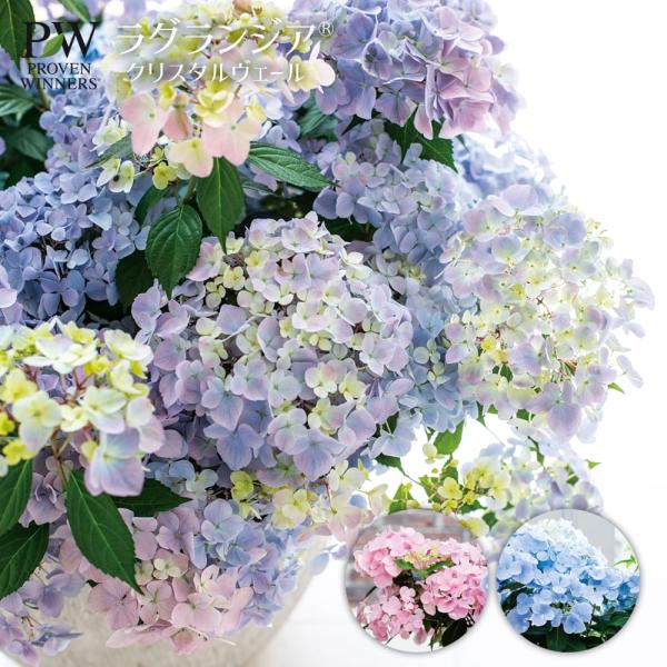 【花苗】5号大苗 PW 正規品 ラグランジア クリスタルヴェール2　現品発送　③ ラグランジア（アジサイ）：クリスタルヴェール【2】5号ポット