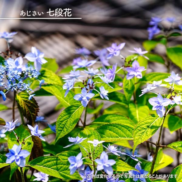 hanahirobaonline_niwaki-ajisai