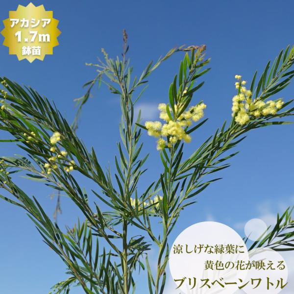 hanahirobaonline_niwaki-