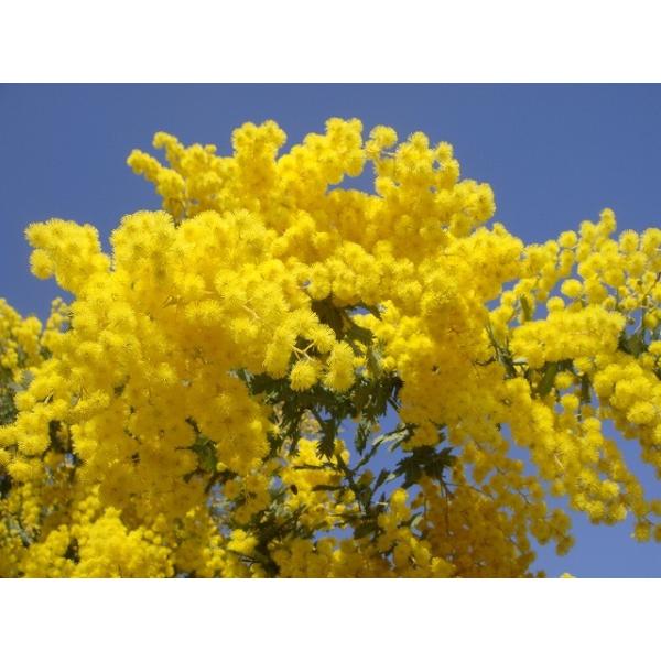 アカシアの木 ゴールデンミモザ ミモザアカシア 3号ポット苗 Buyee Buyee 日本の通販商品 オークションの代理入札 代理購入