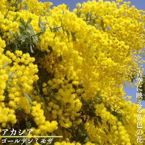 hanahirobaonline_niwaki- hanahirobaonline_niwaki-