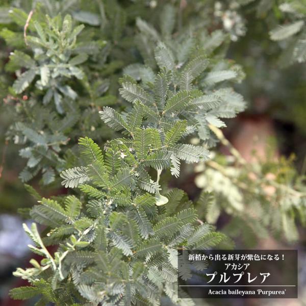 アカシア 種 植木 盆栽の人気商品 通販 価格比較 価格 Com