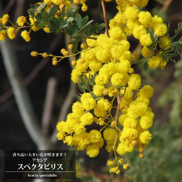 スペクタビリス　アカシア　ミモザ　来春開花　花芽つき　大苗 アカシア/ミモザ：スペクタビリス shop tree nae-ya｜herbal | 常緑樹