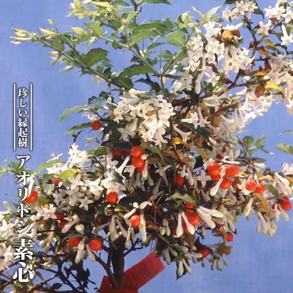 ●品種の特徴アリドオシは耐陰性が高く、かなりの日陰でも赤い実が楽しめます。「素心」は、葉の色がきれいな緑色で、他のアリドオシよりも明るい葉色が楽しめます。アリドオシは、地方によってはセンリョウやマンリョウと一緒に植え、「千両万両有り通し」と...