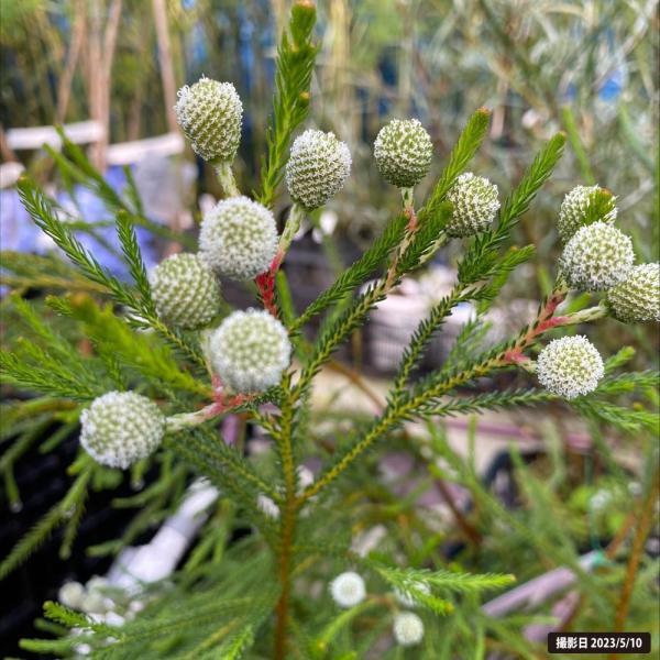 ●品種の特徴「ケープグリーン」は、杉のような枝葉を持つ個性的なバーゼリア。ギザギザした見た目からはわかりませんが、質感はソフトでふわふわしています。春につける玉状の蕾も可愛いですが、実も真っ赤なグミのような見た目で人目を引きます。香りも良い...