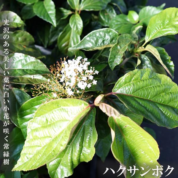 ハクサンボク 5号ポット苗 : 苗木部 花ひろばオンライン - 通販