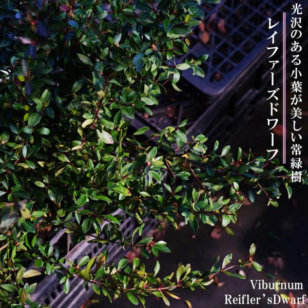ビバーナムレイファーズドワーフポット苗 ガマズミ Niwaki Biburunamu Reifa 苗木部 花ひろばオンライン 通販 Yahoo ショッピング
