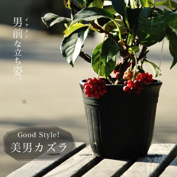 ●品種の特徴ビナンカズラは７〜８月ごろ、下向きの淡黄白色の小花を咲かせます。夏は葉の光沢、秋は真っ赤な果実を楽しめます。盆栽で楽しむ、通好みの植物。サネカズラとも言います。 サネカズラ属は以前モクレン科に分類されていましたが現在はマツブサ科...