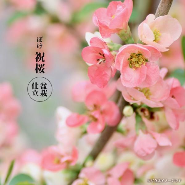 ボケ 祝桜 合格祈願 盆栽仕立て 木瓜 : 苗木部 花ひろばオンライン