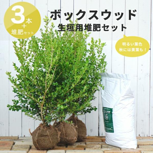 生垣の木　　ボックスウッドの苗木 楽天市場】ボックスウッド【苗木 植木 庭木 生垣 常緑樹】 : ファイン