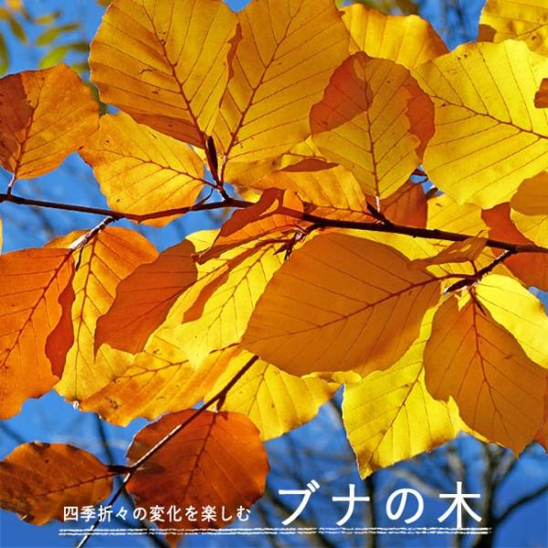 ●品種の特徴ブナはその雄大で美しい姿から森の女王と言われます。ブナの林に風が通り抜けるとき、「ブーン」という音がすることから、「ブーンと鳴る木」→「ブナの木」がその名の由来です。樹皮は灰白色できめが細かいのが特徴。ブナの花は5月頃開花します...