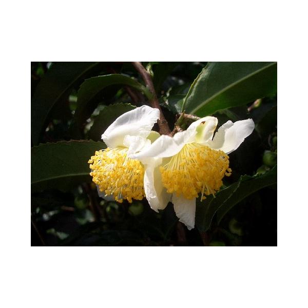 ●品種の特徴ヤブキタ茶よりも8日ほど芽吹くのが遅い、香りよい晩成の茶葉です。おくみどりの名の由来は「すぐれた晩生の緑茶用品種」という意味から。おくみどりは「やぶきた」と「静岡在来16号」とを掛け合わせて育成された晩成品種です。お茶はさわやか...