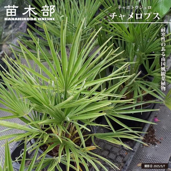 ヤシの木 チャメロプス フミリス セリフェラ 5号ポット苗