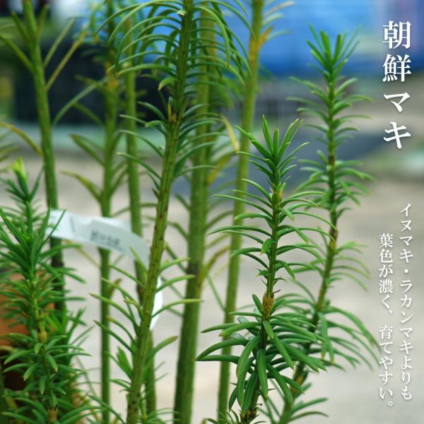 hanahirobaonline_niwaki-