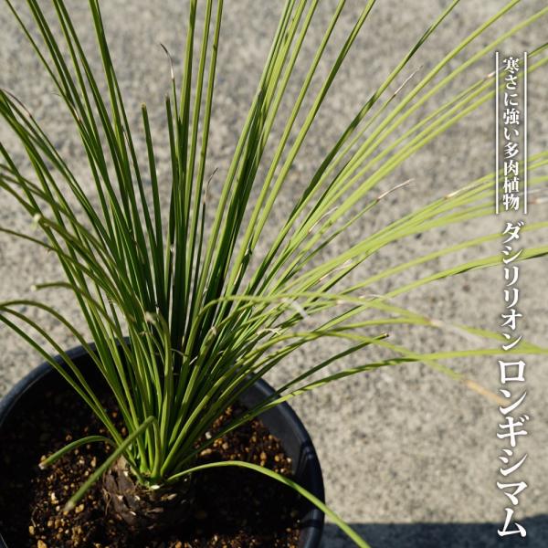 ダシリリオン　ロンギシマム　10苗　抜き苗発送です。 ダシリリオン ロンギシマム 10苗 抜き苗発送です。 ダシリリオン