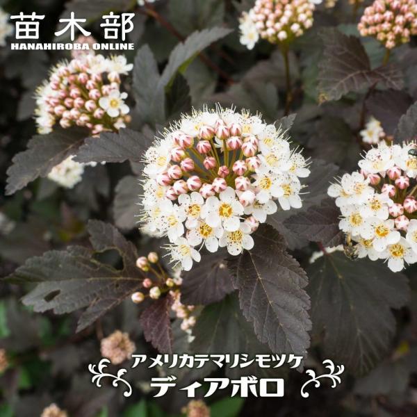 ディアボロ Diy 工具の人気商品 通販 価格比較 価格 Com