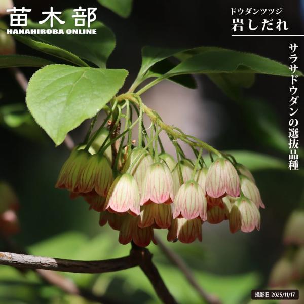 ●品種の特徴「岩しだれ」はサラサドウダンの選抜種です。クリーム色の花に淡紅色の縁どりがほんのりと入ります。 派手過ぎず、情緒ある色合いで大輪房咲きの人気品種です。ツツジは花姿もあでやかで和風庭園だけでなく、洋風庭園でも良く合います。強健な性...