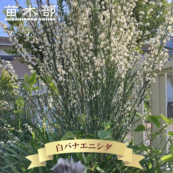 白花エニシダ ポット苗 Niwaki Enishida Shiro 苗木部 花ひろばオンライン 通販 Yahoo ショッピング