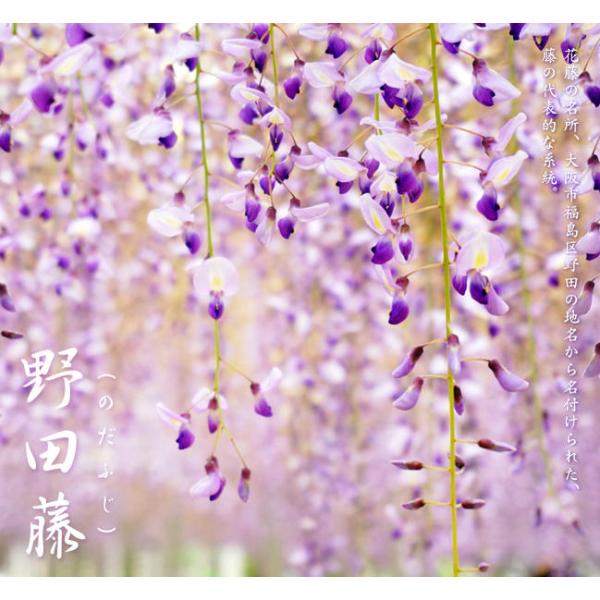 hanahirobaonline_niwaki-fuji-