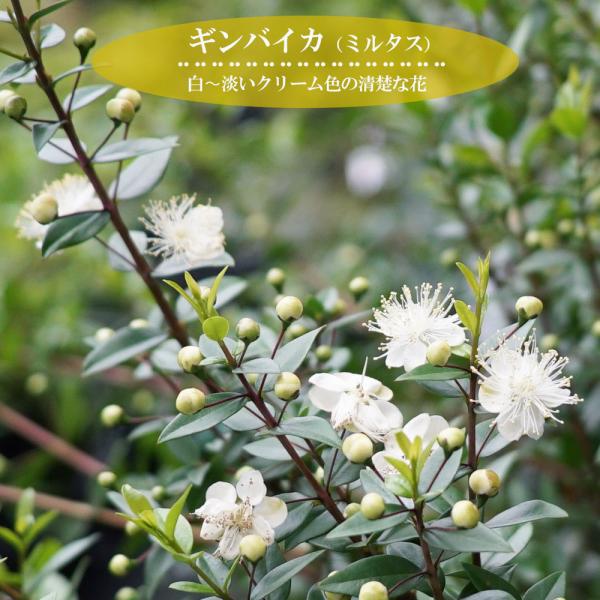 ●品種の特徴銀梅花（ギンバイカ）の名の通り、梅に似た白い花を咲かせます。葉も美しく、花の咲く常緑樹で、成長が遅いので扱いやすいです。蕾や開花したばかりの花が香りが強いので、摘み取りハーブとしても利用してください。蕾や花はガクをとってサラダに...