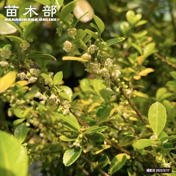 hanahirobaonline_niwaki-go-