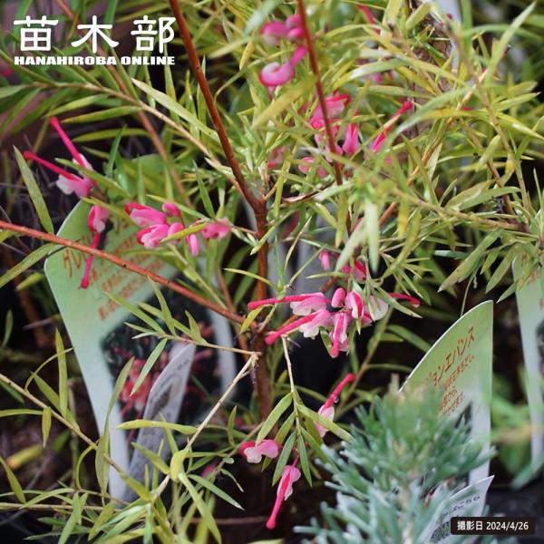 hanahirobaonline_niwaki-