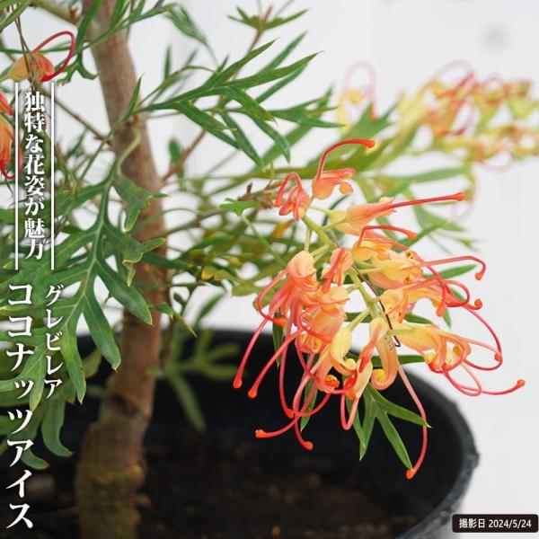 ●品種の特徴「ココナッツアイス」は、深く切れ込んだ形の葉と、サーモンレッドの色の花が咲くのが特徴です。グラデーションがかった不思議な花色です。「グレビレア（グレヴィレア）」・・・この名前の園芸品種ご存知ですか？すみません・・・初耳です、って...