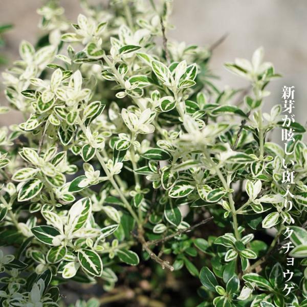 斑入りハクチョウゲ 5号ポット苗 Buyee Buyee Japanese Proxy Service Buy From Japan Bot Online