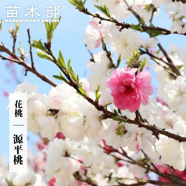 hanahirobaonline_niwaki-
