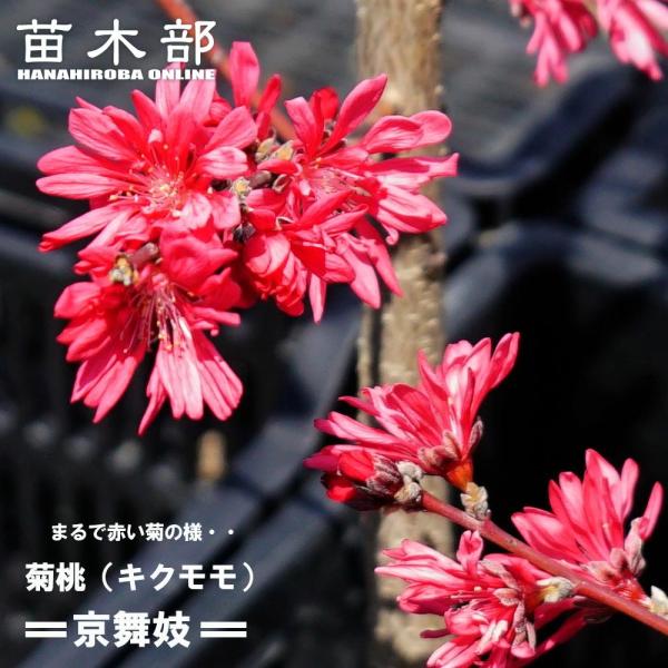 花 キク 苗の人気商品 通販 価格比較 価格 Com