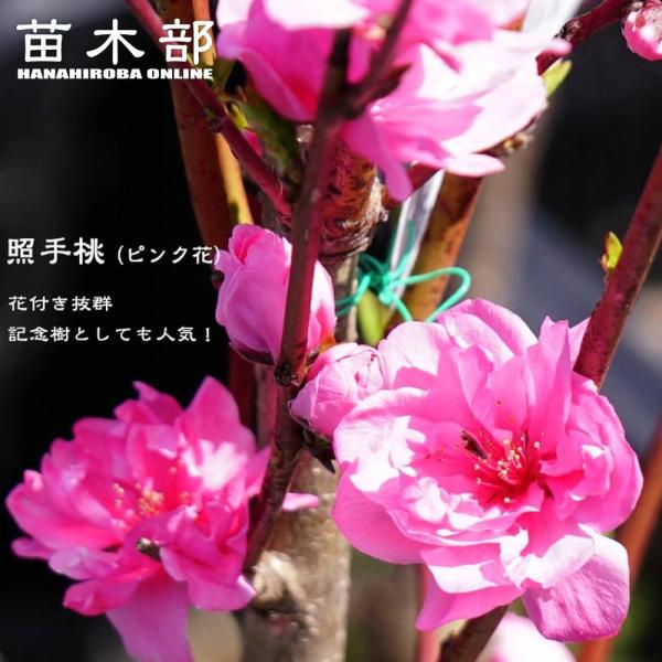 hanahirobaonline_niwaki-