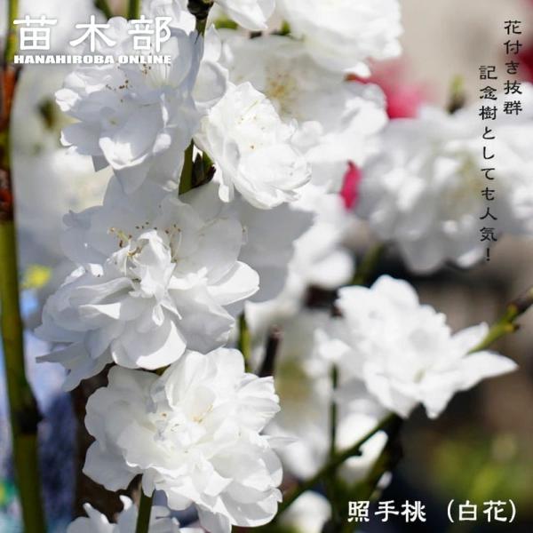 hanahirobaonline_niwaki-