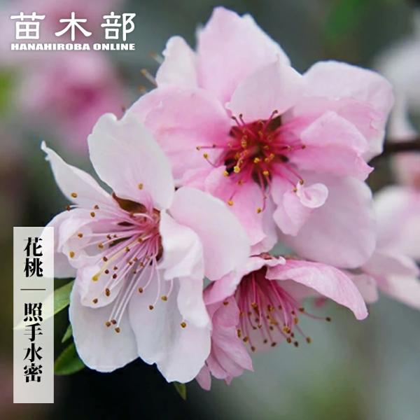 桃 苗木 食べられる枝垂れ花桃 照手水密 1年生接木苗 : 苗木部 花