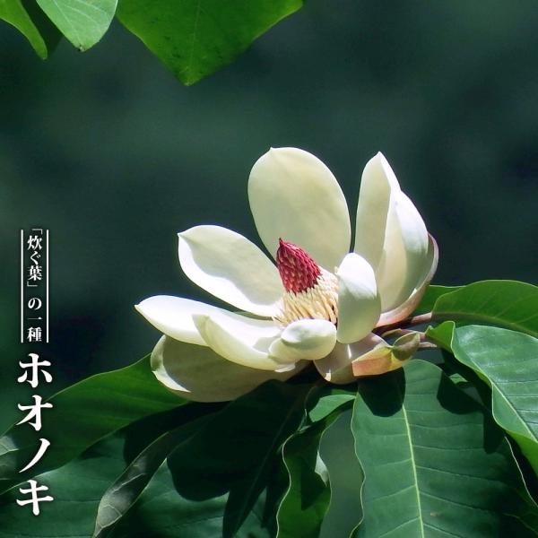 hanahirobaonline_niwaki-