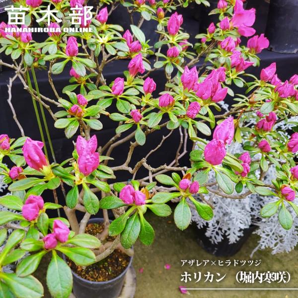 ツツジ ホリカン （堀内寒咲） 根巻き苗 : 苗木部 花ひろばオンライン
