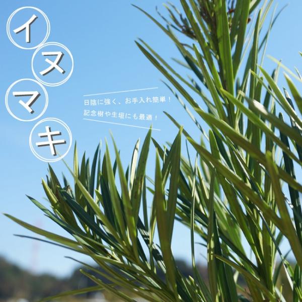 ●品種の特徴イヌマキは、細く涼しげな濃緑の葉が印象的な常緑樹。昔から生垣などに利用されている馴染みの樹木です。日当りを好みますが、耐湿性もあり土壌もこだわらずに植えていただけます。大変丈夫な常緑樹で、ガーデニング初心者でも簡単に育てることが...