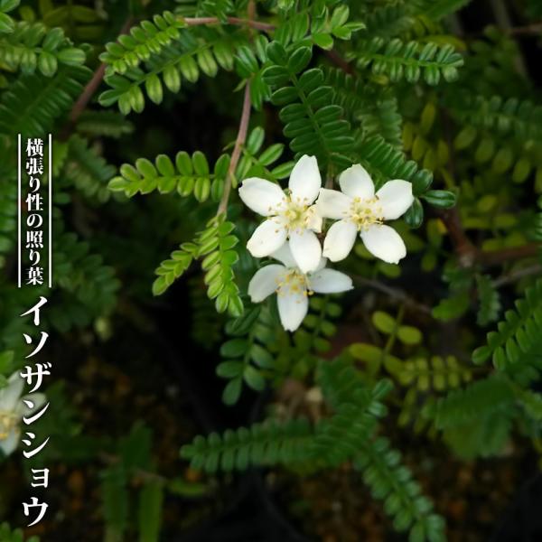 ●品種の特徴イソザンショウと中国産の「雲南イソザンショウ」の交配種です。照葉で枝が横に広がるためグランドカバーにもピッタリです。梅のような可憐な花を咲かせることから和名は「天の梅」や「天皇梅」と呼ばれています。近頃は、葉が山椒の形に似ている...