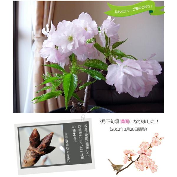 さくら盆栽一才桜旭山花芽つき白鉢苗 Buyee Buyee 提供一站式最全面最專業現地yahoo Japan拍賣代bid代拍代購服務bot Online