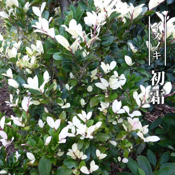 ●品種の特徴初霜（ハツシモ）は日本のイスノキの変種になります。アメリカイスノキとは葉の形も違います。ちなみに初霜は秋の新芽が真っ白になる品種です。葉に白い散斑が入る珍しい品種です。秋の新芽が初霜をおもわせるような白芽になる美葉品種です。別名...