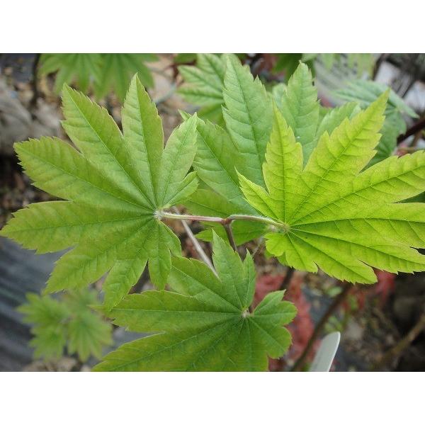 イタヤカエデ 青イタヤモミジ 根巻き苗 もみじ 苗 Niwaki Kaede Itaya 苗木部 花ひろばオンライン 通販 Yahoo ショッピング