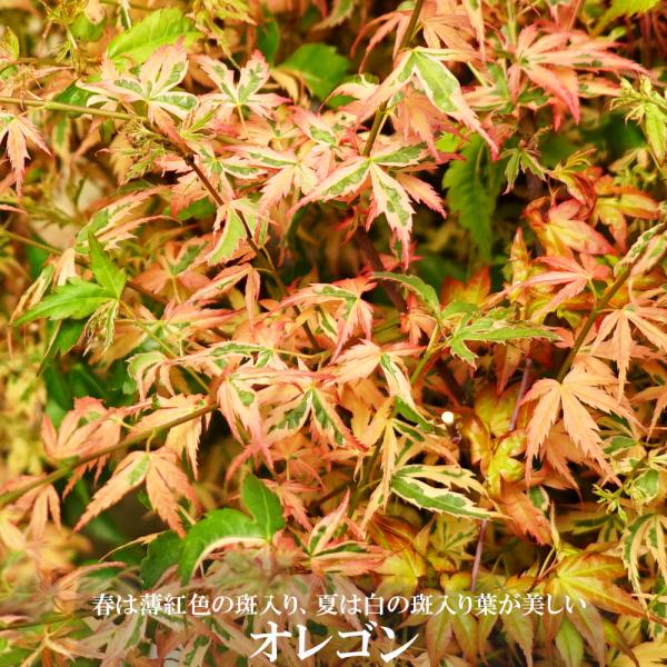 モミジ オレゴン テーブルサイズ 鉢植え : 苗木部 花ひろばオンライン