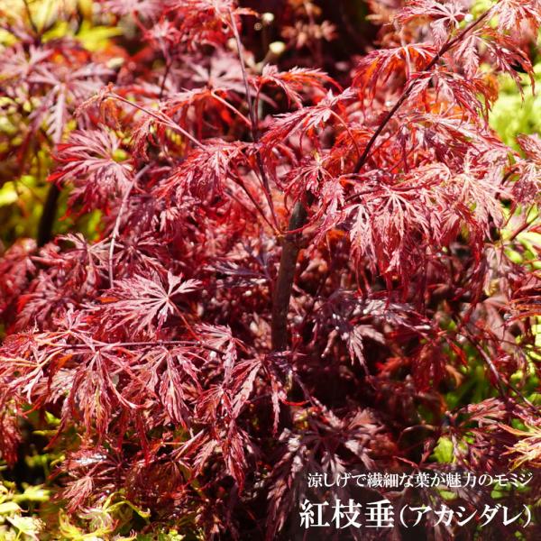 モミジ 赤しだれ もみじ テーブルサイズ 鉢植え : 苗木部 花 モミジ 赤しだれ もみじ テーブルサイズ 鉢植え : 苗木部 花