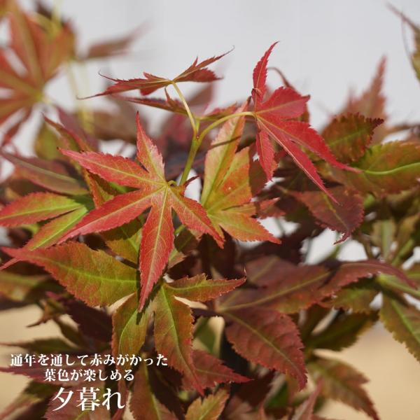 ●品種の特徴「夕暮れ（ゆうぐれ）」は春はくすんだ緑茶色や赤茶色の葉色が楽しめます。展葉すると夕焼けゾラのような赤褐色になります。夏は茶緑色で、夏の終わりにくらい黄緑色になり、秋は赤橙色や黄色を帯びた明るい赤く紅葉して落葉します。一年を通して...