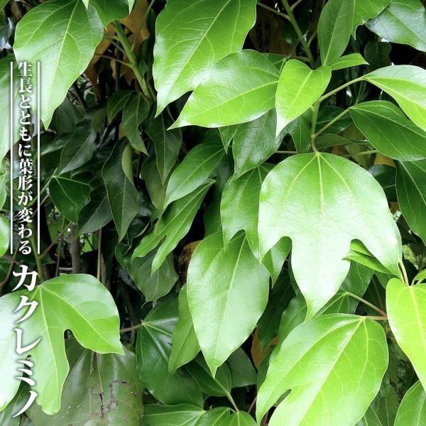 hanahirobaonline_niwaki-kakuremino