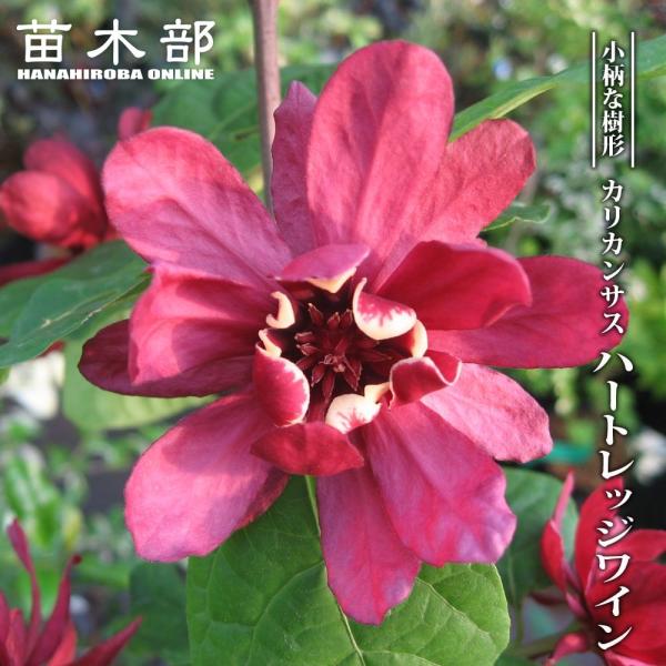 hanahirobaonline_niwaki-