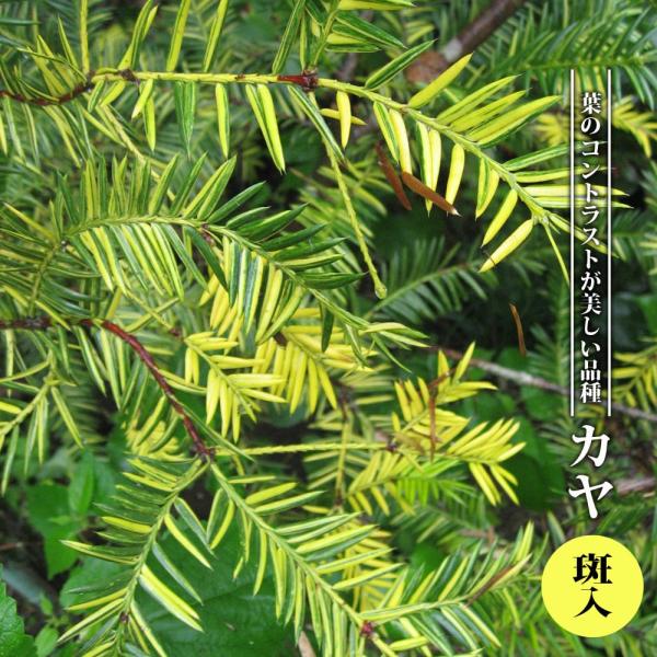 ●品種の特徴新芽が黄金色〜ライムグリーンへと変化します。純白の房花が咲きます。カヤ（榧）はイチイ科の常緑針葉樹で、成長は遅いものの寿命が長く1000年にも及びます。 光沢のある葉はイチイに良く似ていますが、先端が鋭く尖っています。この先端が...