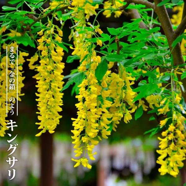 hanahirobaonline_niwaki-kingusari hanahirobaonline_niwaki-kingusari