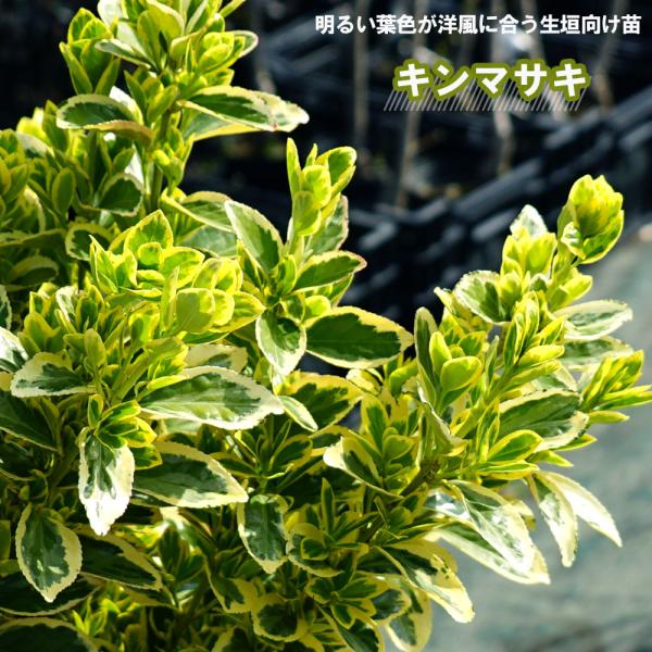 ♦️綺麗な垣根が作れます♦️黄金マサキ 抜き苗【S】垣根におすすめ