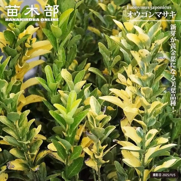 hanahirobaonline_niwaki-