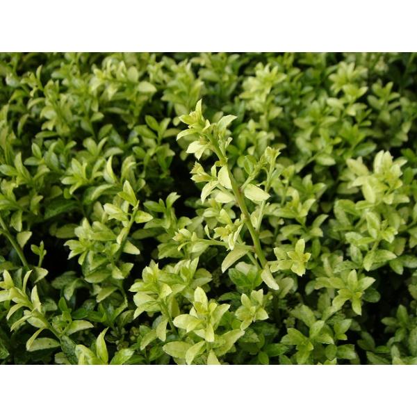 キンメツゲ 生垣用 6号ポット苗 : 苗木部 花ひろばオンライン - 通販